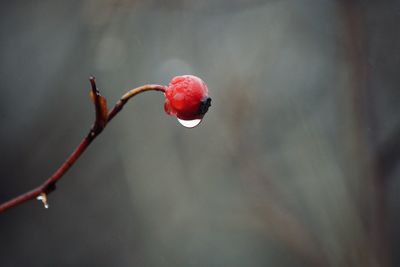 Close-up of water drops on red flower bud