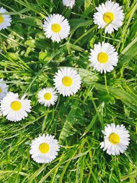 High angle view of white daisy flowers on field