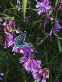 Close-up of butterfly pollinating on purple flower