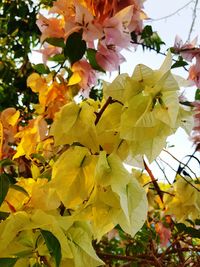 Close-up of yellow flowering plant during autumn