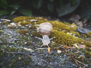 Close-up of snail on dirt road