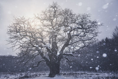 Bare tree on field against sky