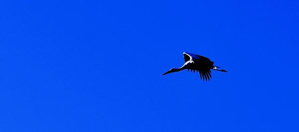 Low angle view of bird flying against blue sky