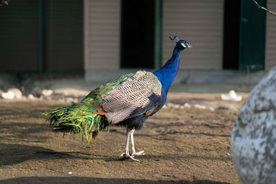 Peacock in a field