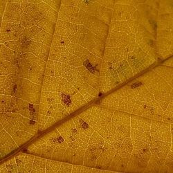 Close-up of insect