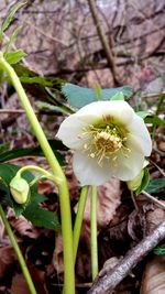 Close-up of white flowers