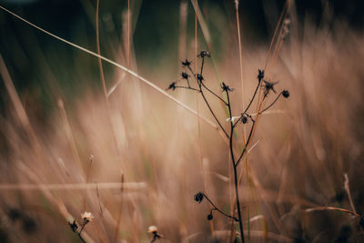 Close-up of dry plants on land