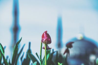 Close-up of flowers blooming against sky