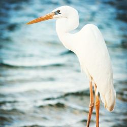 View of a bird on beach