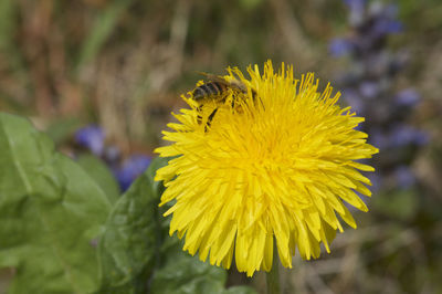 Close-up of insect on yellow flower