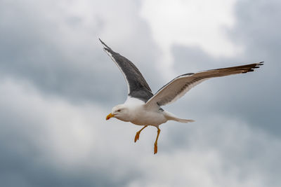 Low angle view of seagull flying