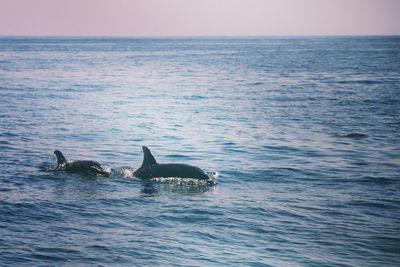 View of dolphin swimming in sea