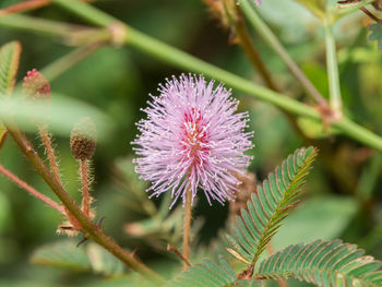 Close-up of thistle blooming outdoors