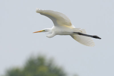 Low angle view of seagull flying