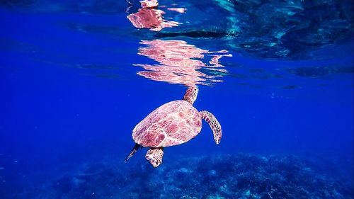 Close-up of jellyfish swimming in sea