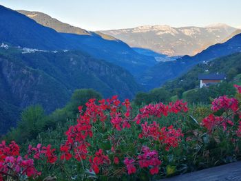 Scenic view of flowering plants and mountains against sky