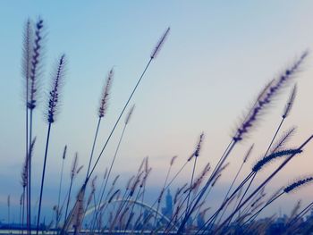 Close-up of grass growing in field