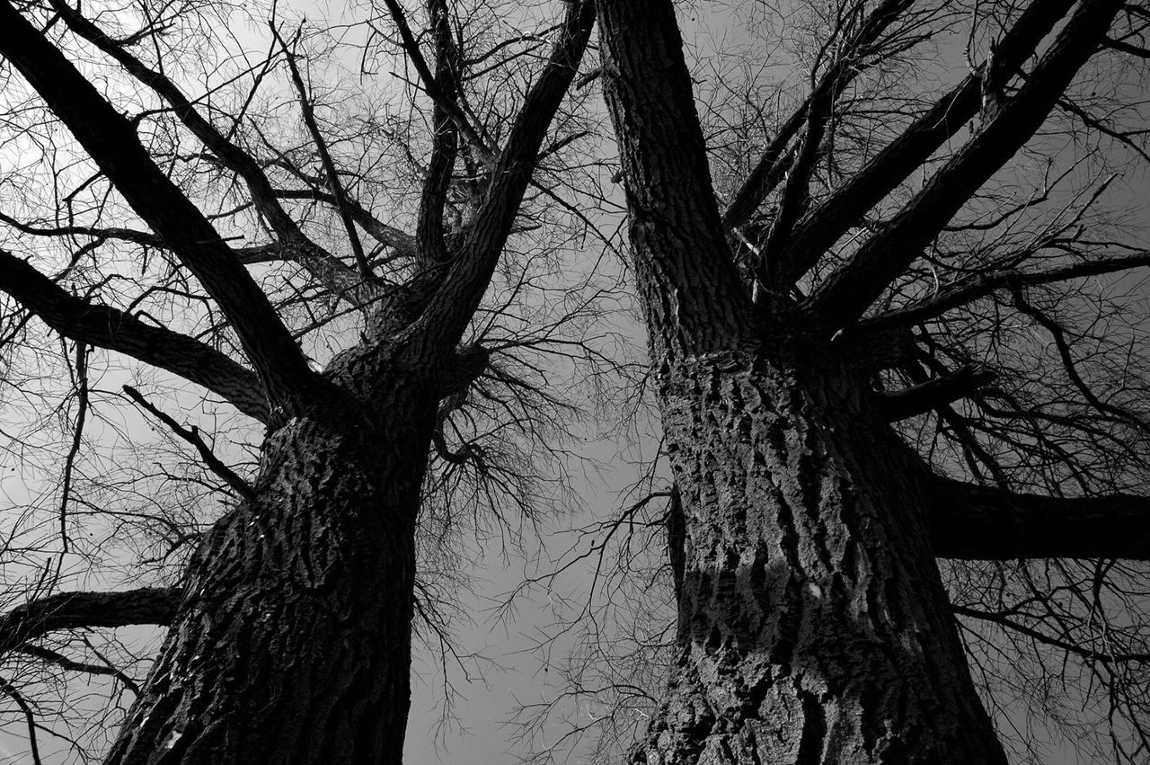 bare tree, branch, tree, low angle view, tree trunk, sky, nature, tranquility, silhouette, growth, outdoors, no people, beauty in nature, day, scenics, dead plant, dried plant, clear sky, dusk, tranquil scene