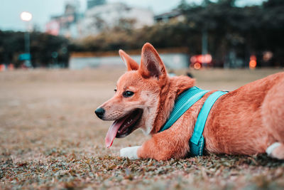 Jumped dog shiba inu corgi on grass