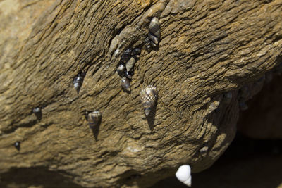 Full frame shot of tree trunk