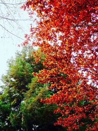 Low angle view of red leaves on tree