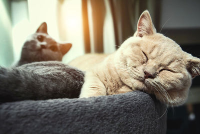 Close-up of a sleeping cat