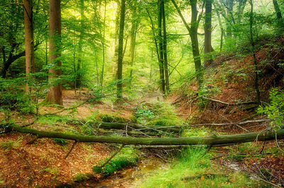 Trees in forest