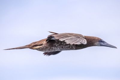 View of birds in flight