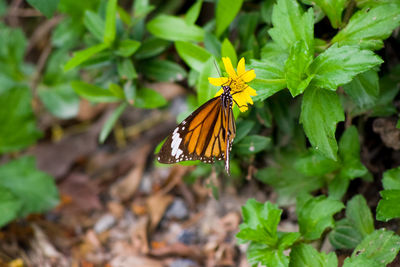 Close-up of butterfly pollinating on flower