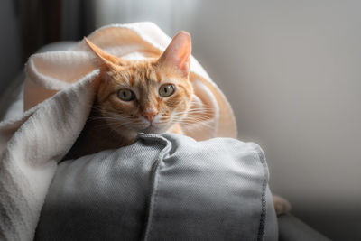 Portrait of cat on bed