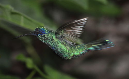 Close-up of a beautiful bird flying