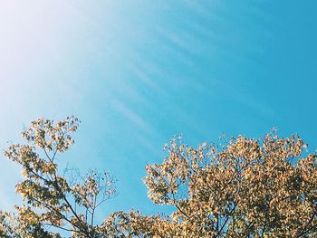 Low angle view of trees against blue sky