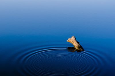 Reflection of log in water 