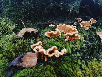 Close-up of mushrooms on field