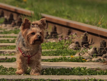 Portrait of dog on field