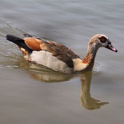 View of birds in water