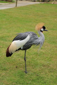 Side view of a bird on field