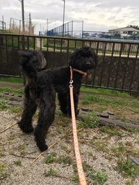 Dog on grass against sky