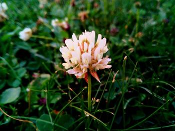 Close-up of pink flower