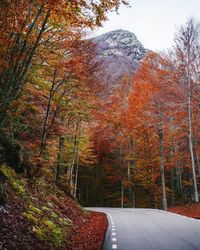 Empty road in forest during autumn