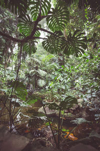 Close-up of trees in forest