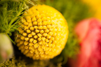 Close-up of yellow flower