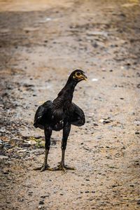 Black hen on a field