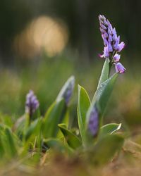 Close-up of purple flowering plant