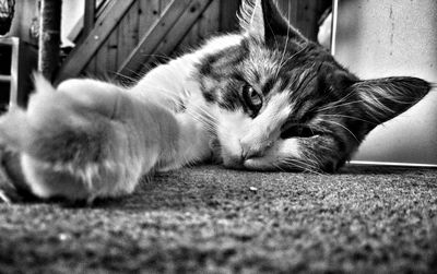 Close-up of a sleeping cat