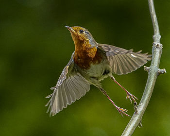 Close-up of bird perching on plant