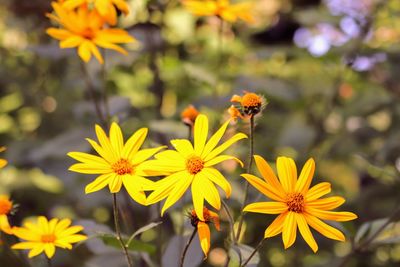 Close-up of insect on yellow flower