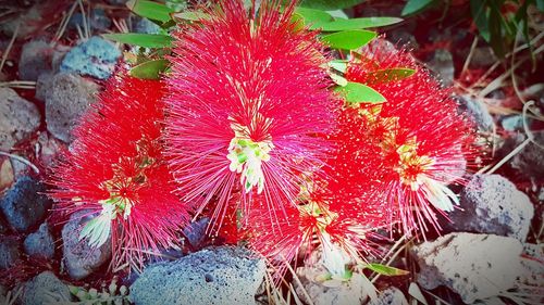 Close-up of fresh red flowers