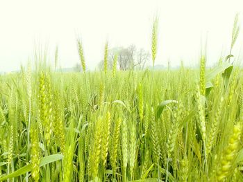 Scenic view of wheat field