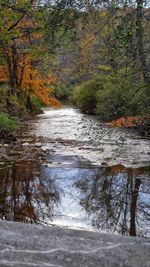 River flowing through forest